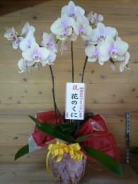 安城市の花屋 プリザーブド雑貨の花のくに 西三河のお店検索quun Shop Bank メニューページ